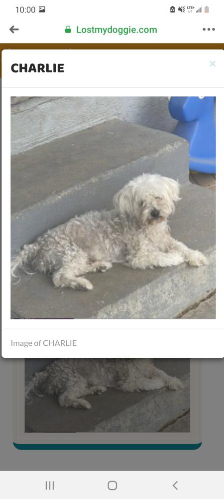 Image of CHARLIE, Lost Dog