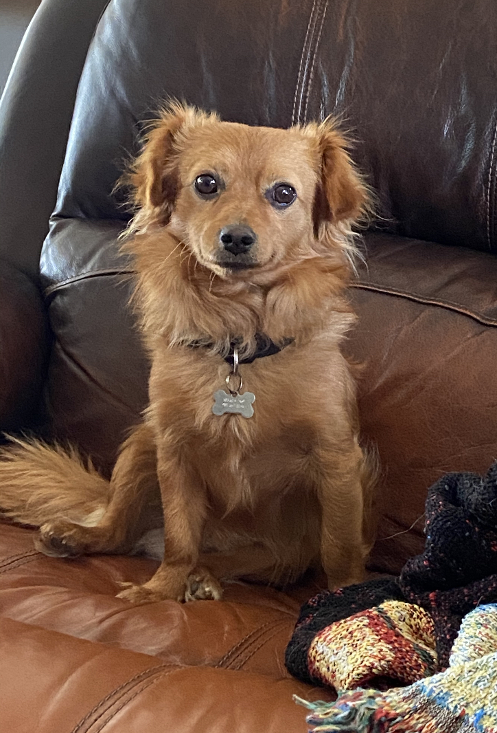 Image of Honey Bee, Lost Dog