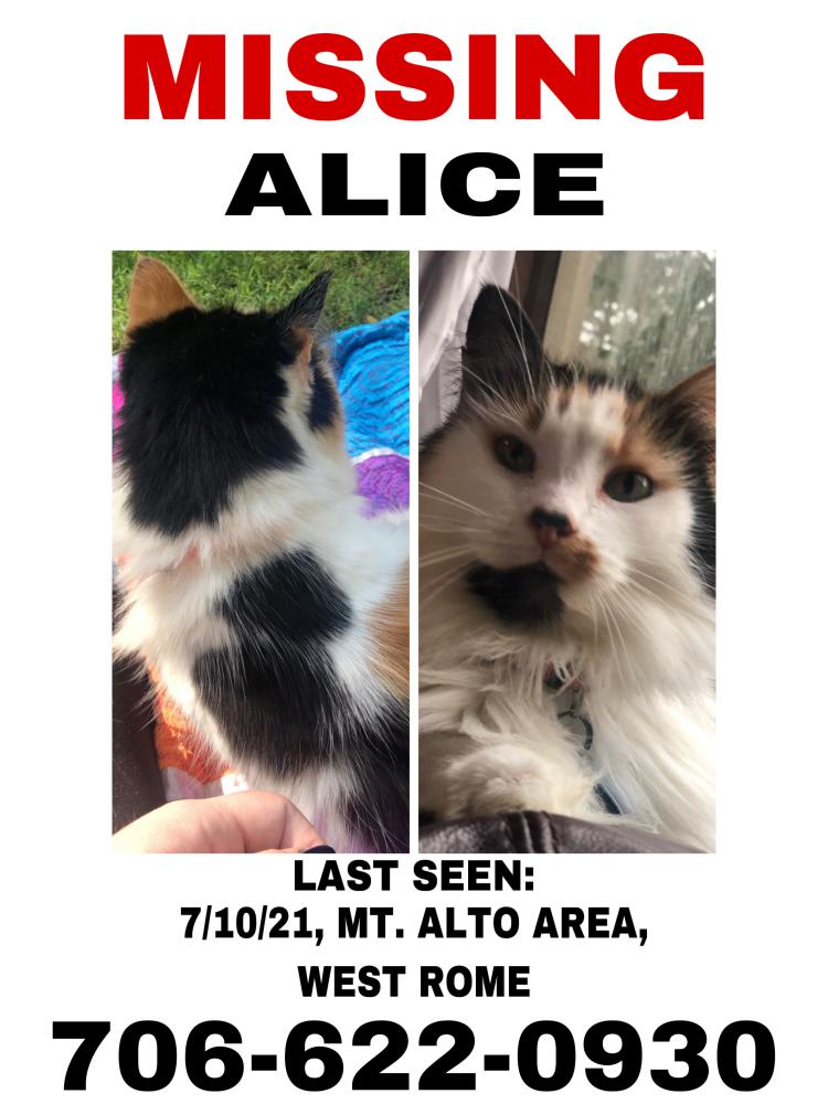Image of Alice, Lost Cat