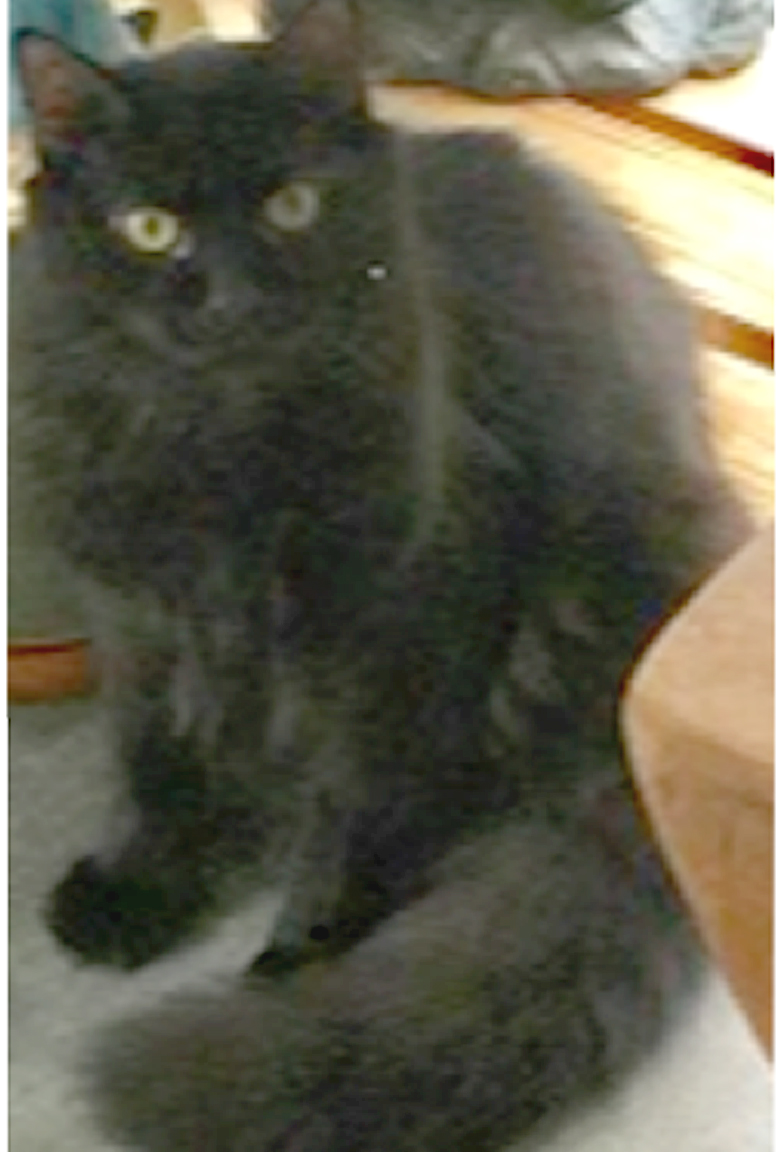Image of fuzzy, Lost Cat