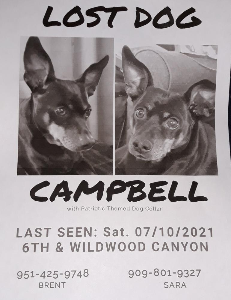 Image of Campbell, Lost Dog