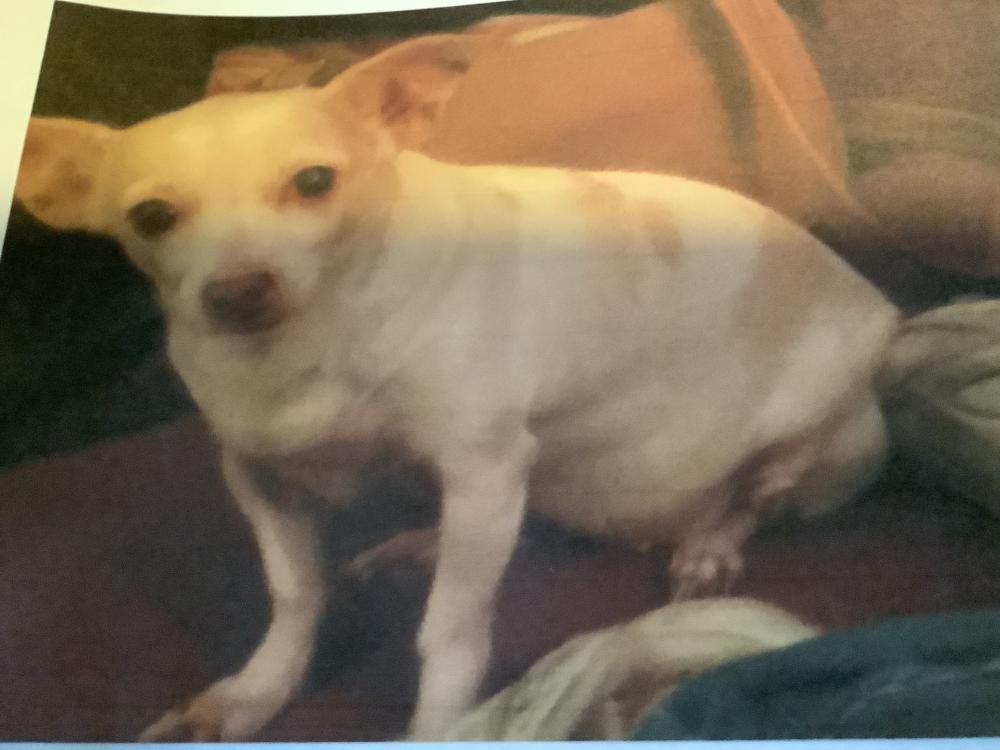 Image of Sparky, Lost Dog