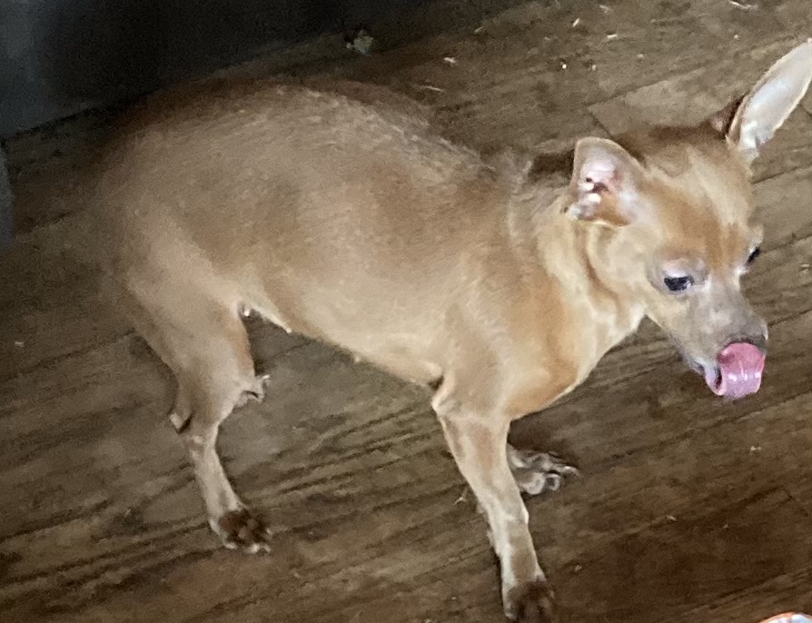 Image of Tinker Bell, Lost Dog