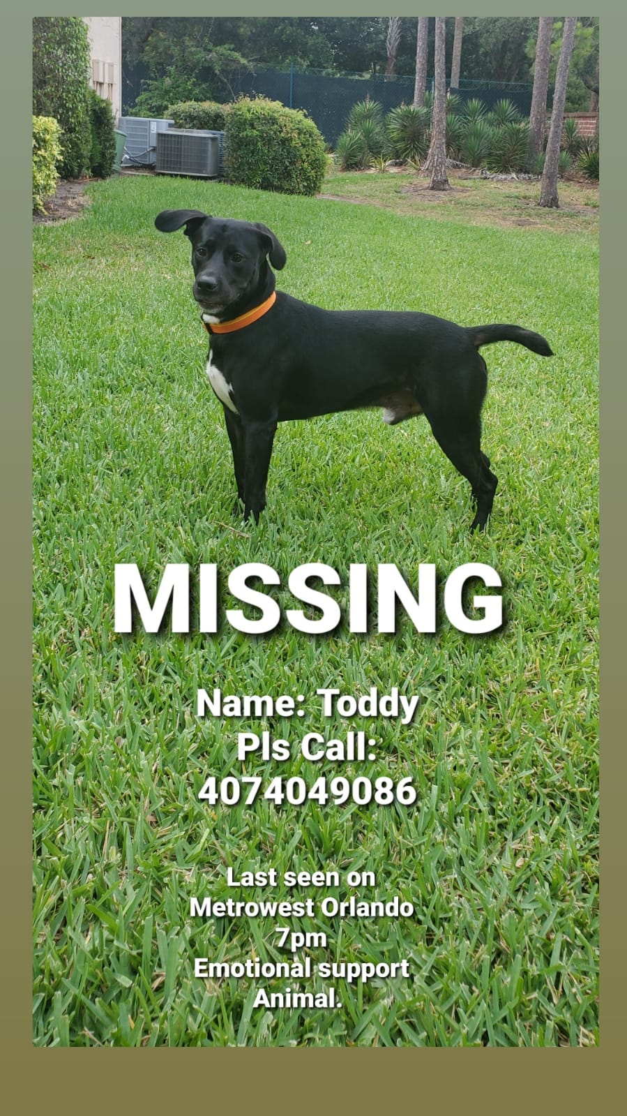 Image of Tody, Lost Dog