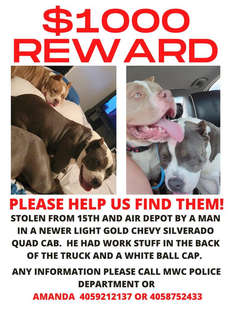 Image of Tip & Thierry, Lost Dog