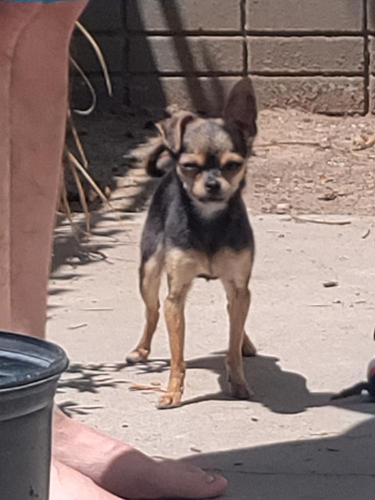 Image of Ghia, Lost Dog