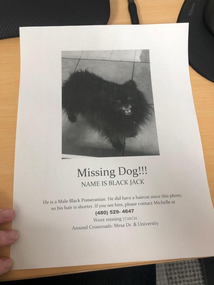 Image of Black jack, Lost Dog