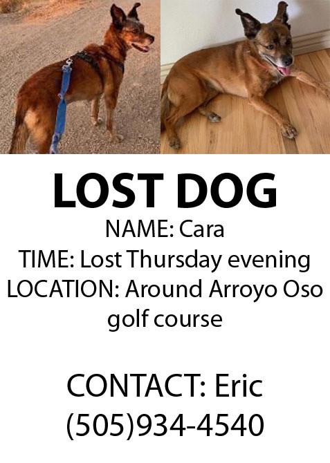 Image of Cara, Lost Dog