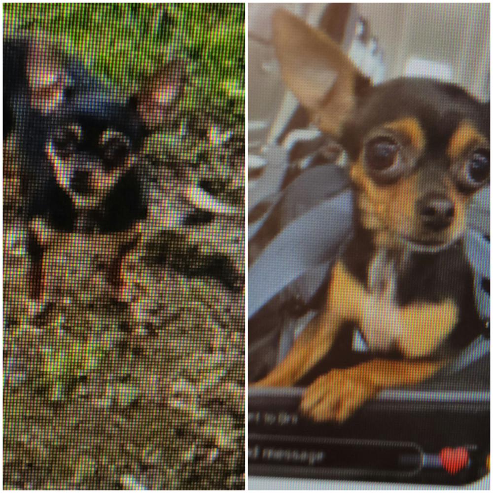 Image of BLKCHIHUAHUA, Lost Dog