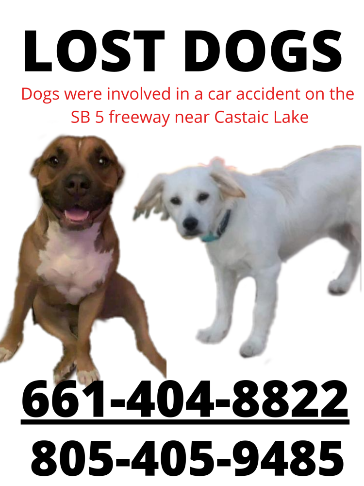 Image of Penny and Cash, Lost Dog