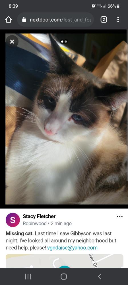 Image of Gibbyson, Lost Cat