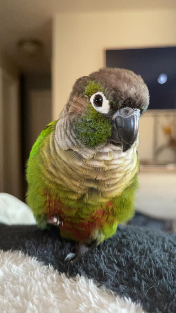 Image of Ziggy, Lost Bird
