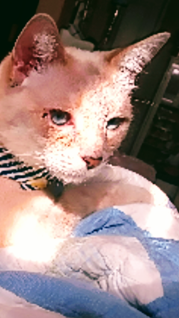 Image of DEAF keeeybooo, Lost Cat