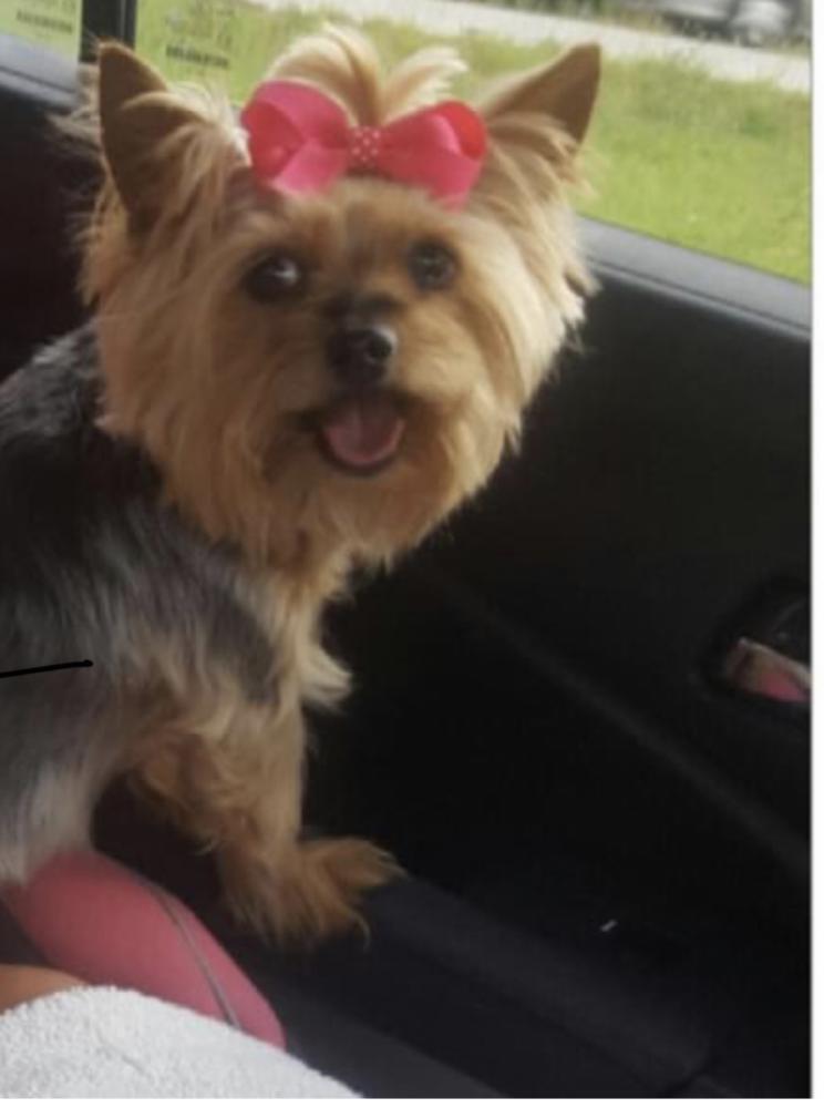 Image of Molly Belle, Lost Dog