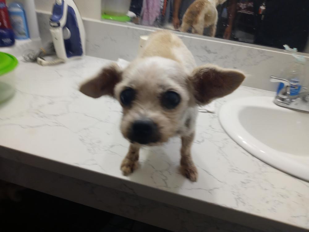 Image of Mix terrier/Chihuahu, Found Dog