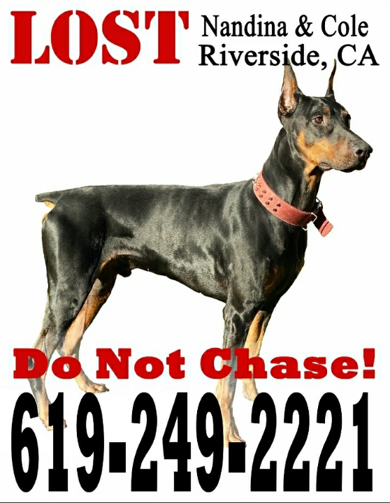 Image of Wesson, Lost Dog