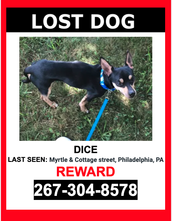 Image of Dice, Lost Dog