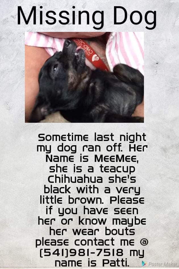 Image of Meemee, Lost Dog