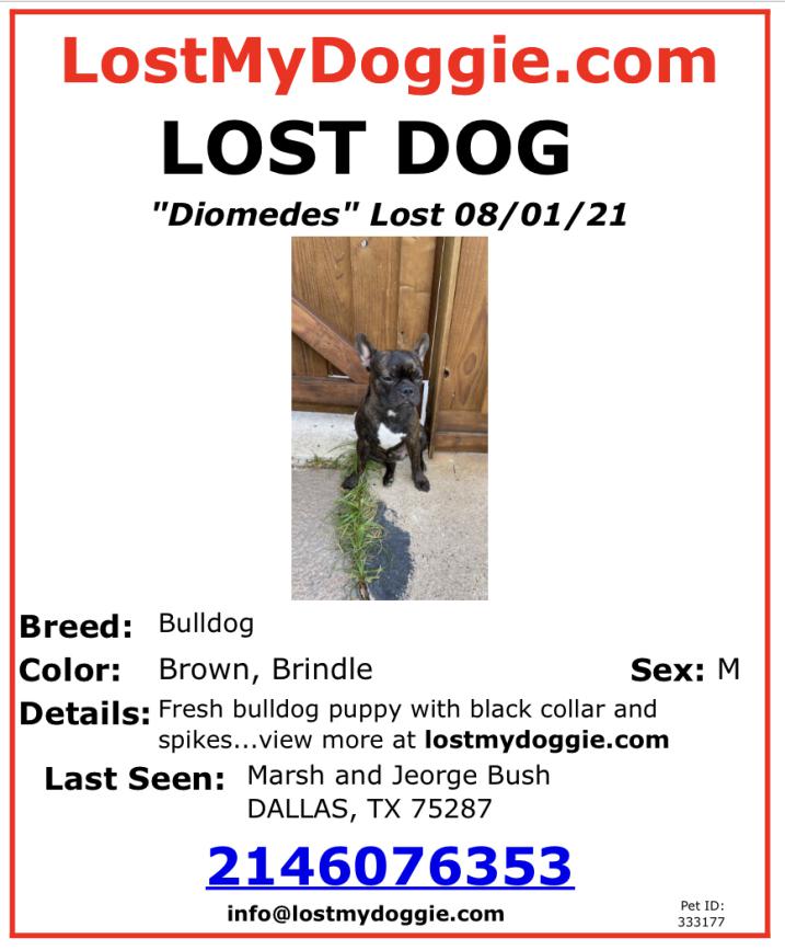 Image of Diomedes, Lost Dog