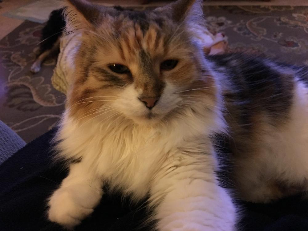 Image of Sofie, Lost Cat