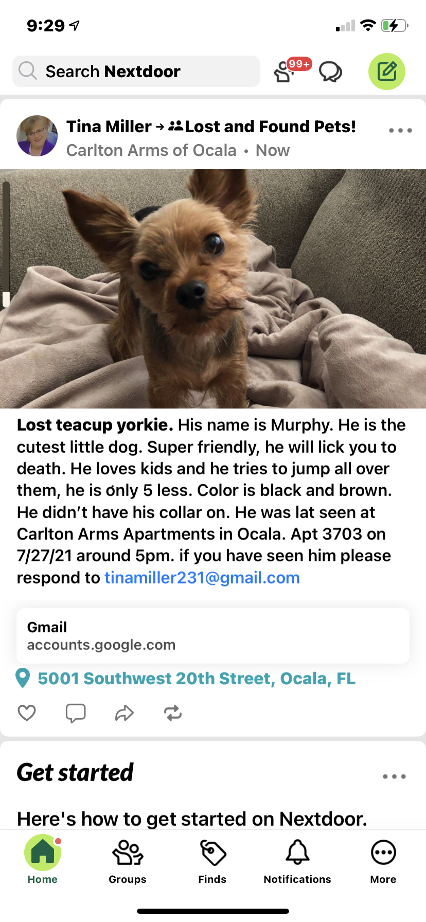 Image of Murphy, Lost Dog