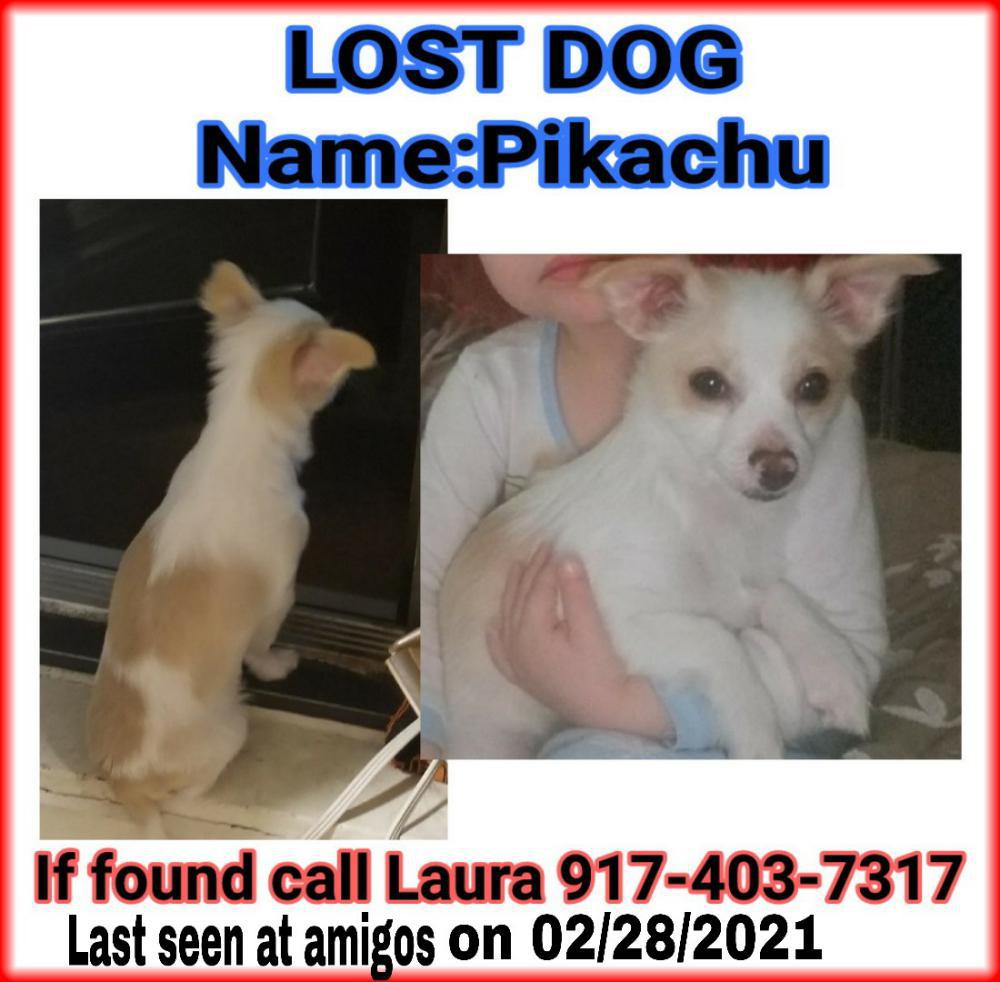 Image of Pikachu, Lost Dog