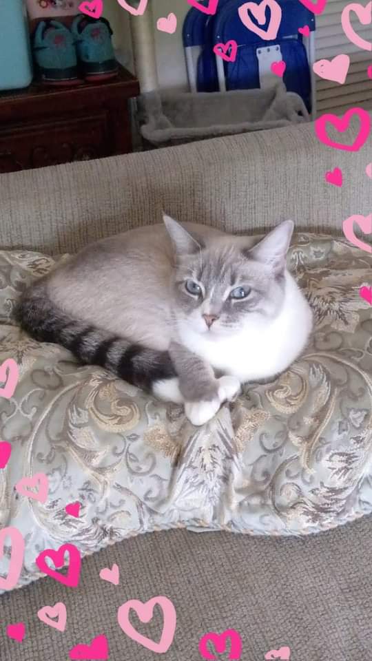 Image of Delilah Jade, Lost Cat
