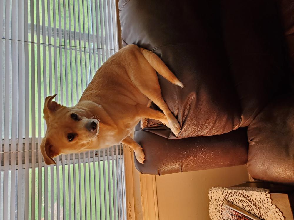 Image of Cherry, Lost Dog