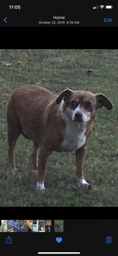 Image of Queenie, Lost Dog