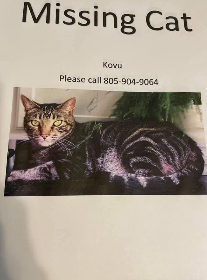 Image of Kovu, Lost Cat