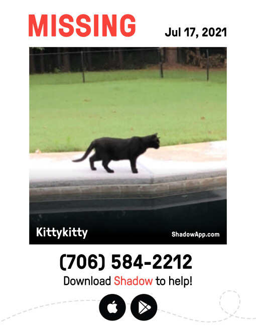 Image of Kittykitty, Lost Cat