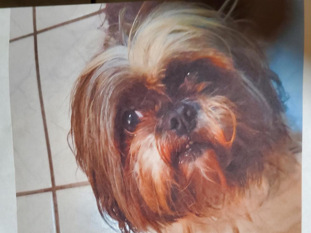 Image of Molly Mae, Lost Dog