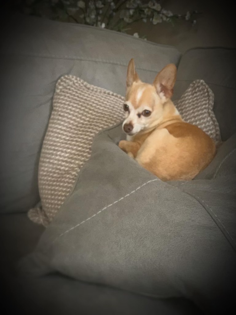 Image of twinkie, Lost Dog