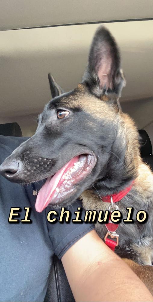 Image of Chimuelo, Lost Dog
