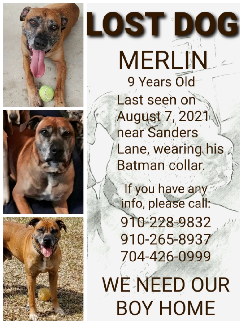 Image of Merlin, Lost Dog