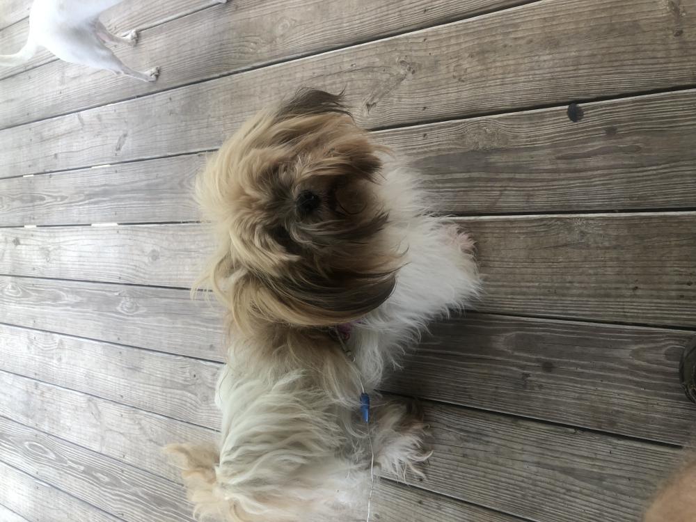 Image of Gismo, Lost Dog