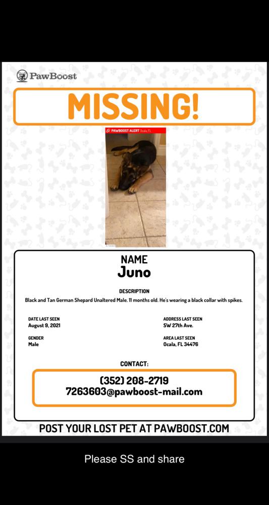 Image of Juno, Lost Dog