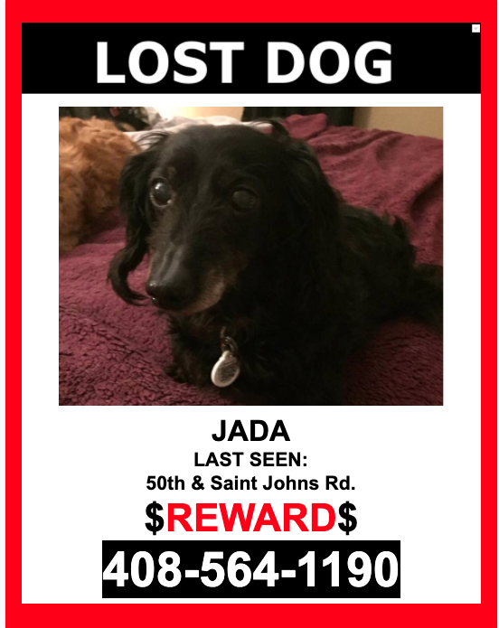 Image of Jada, Lost Dog