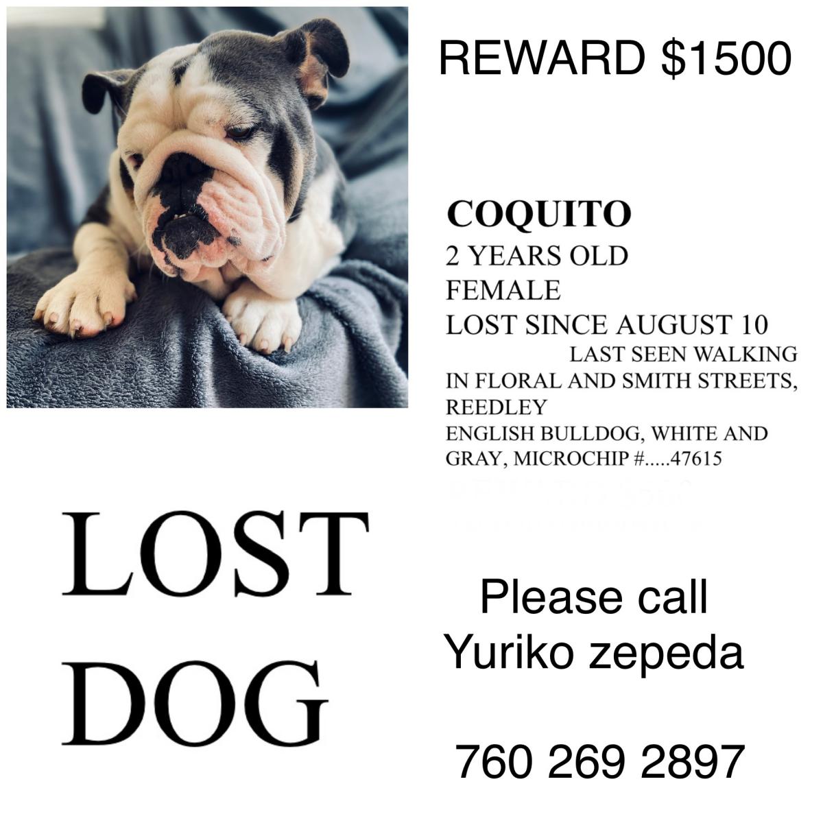 Image of Coquito, Lost Dog