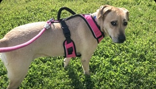 Image of Baby Girl, Lost Dog