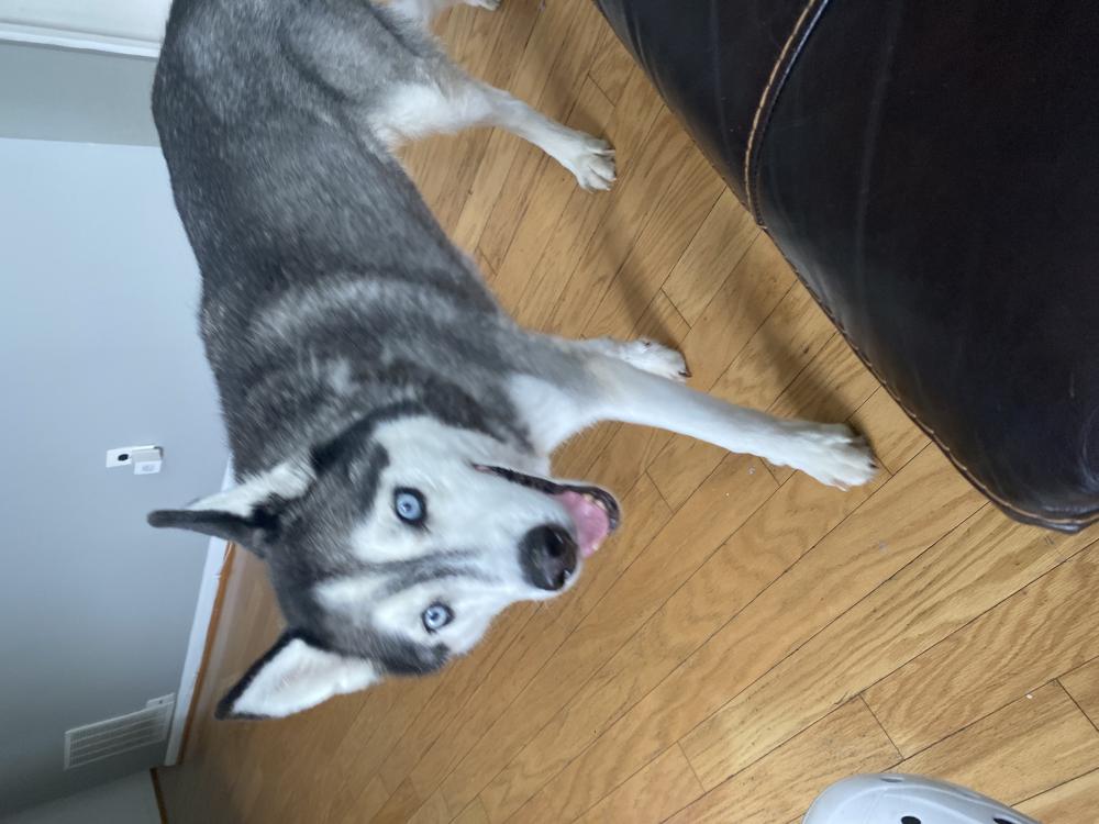Image of Female husky grey, Found Dog