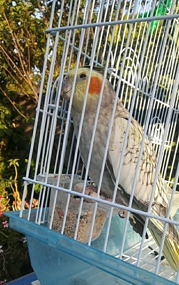 Image of Dulce, Lost Bird