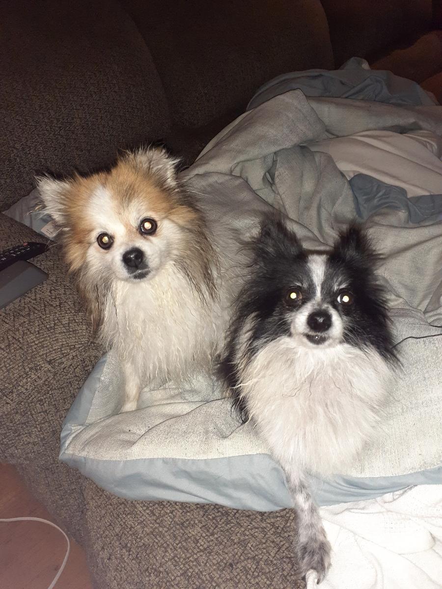Image of 2 Poms Unknown, Found Dog