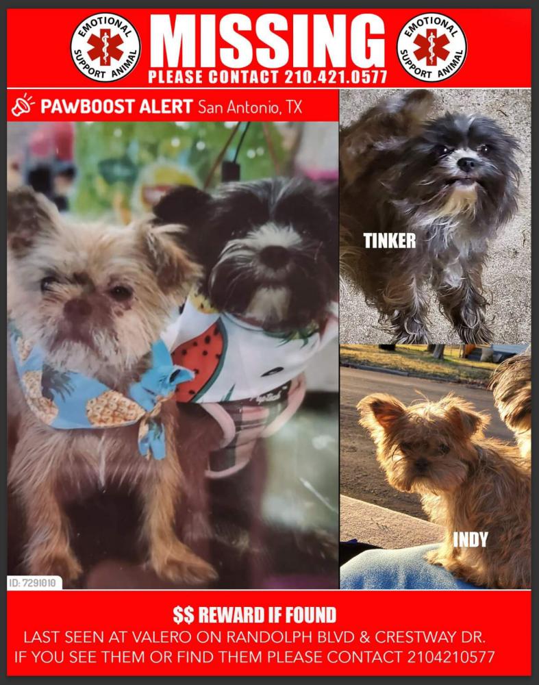 Image of Indy & Tinker, Lost Dog