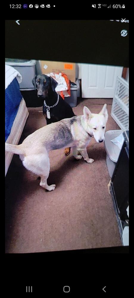 Image of Pete & Kyrie, Lost Dog