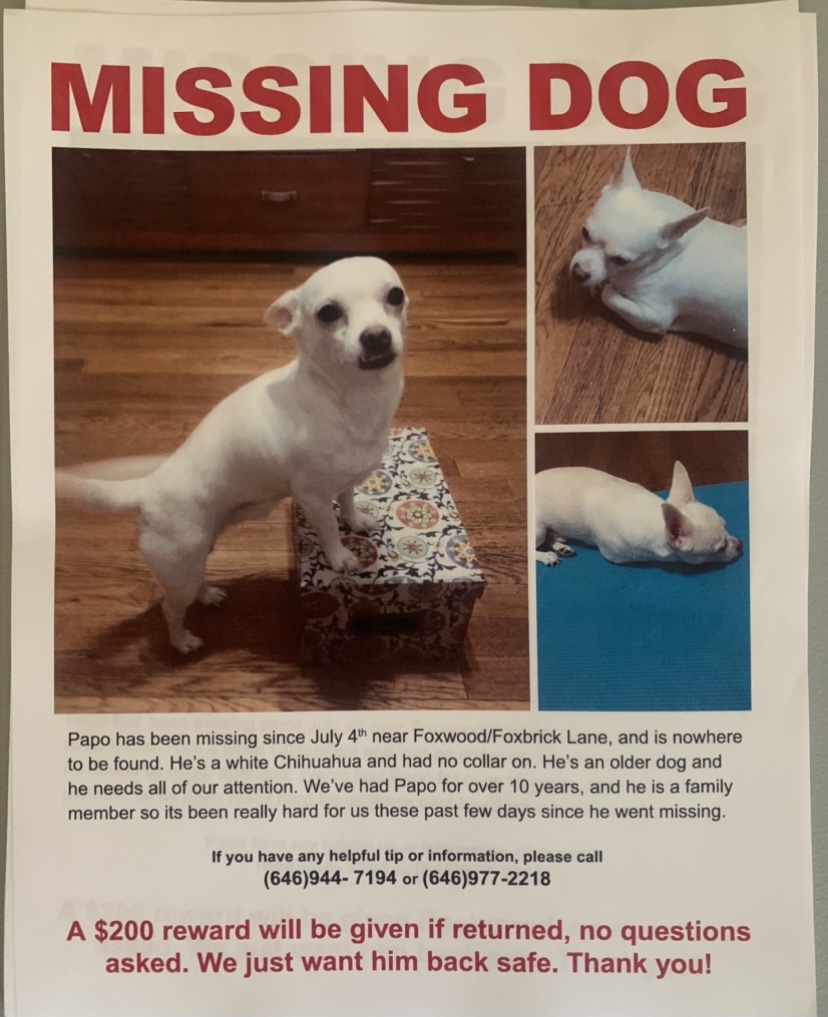 Image of Papo, Lost Dog