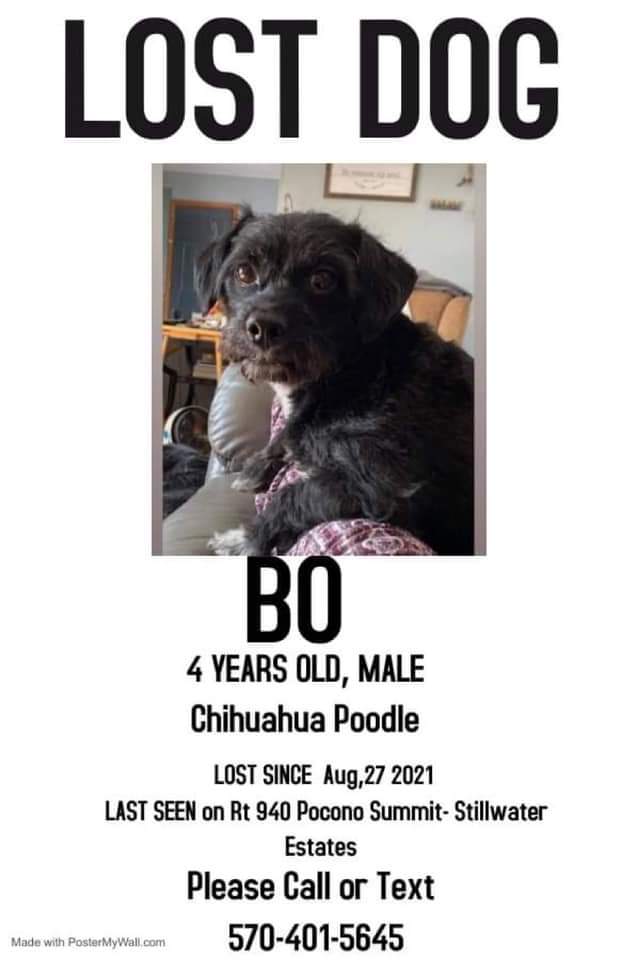 Image of Bo, Lost Dog