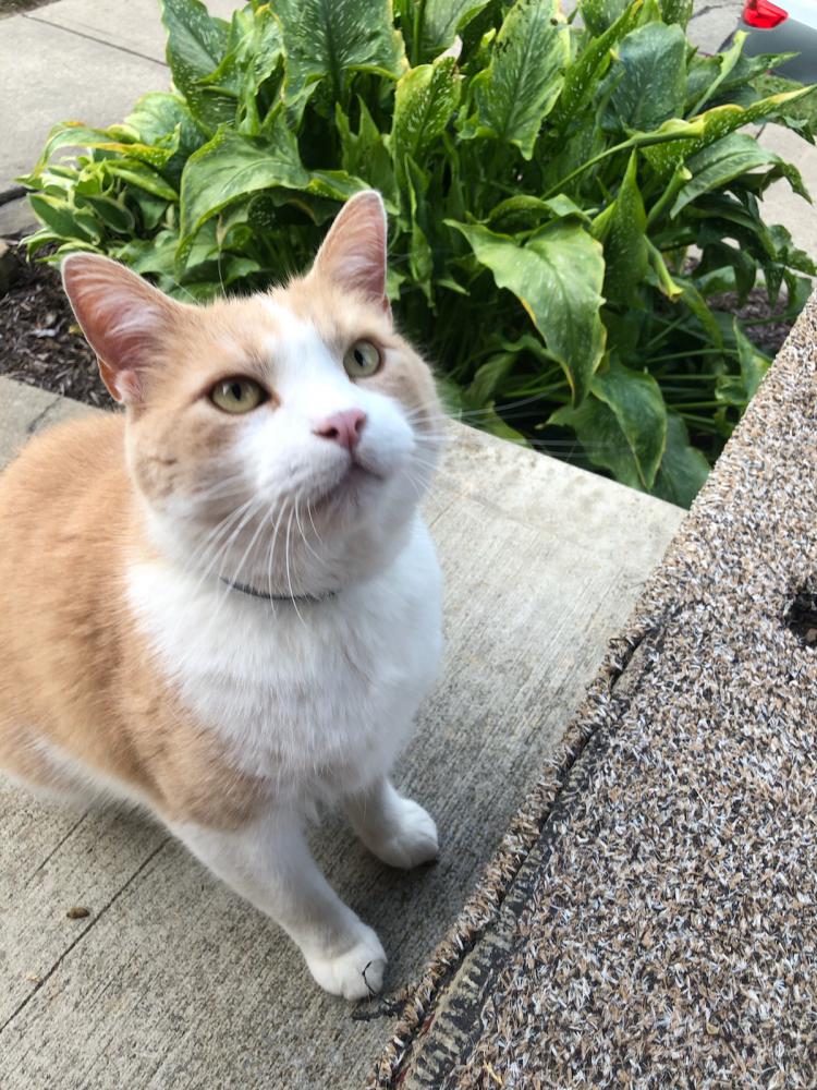 Image of BARRY, Lost Cat