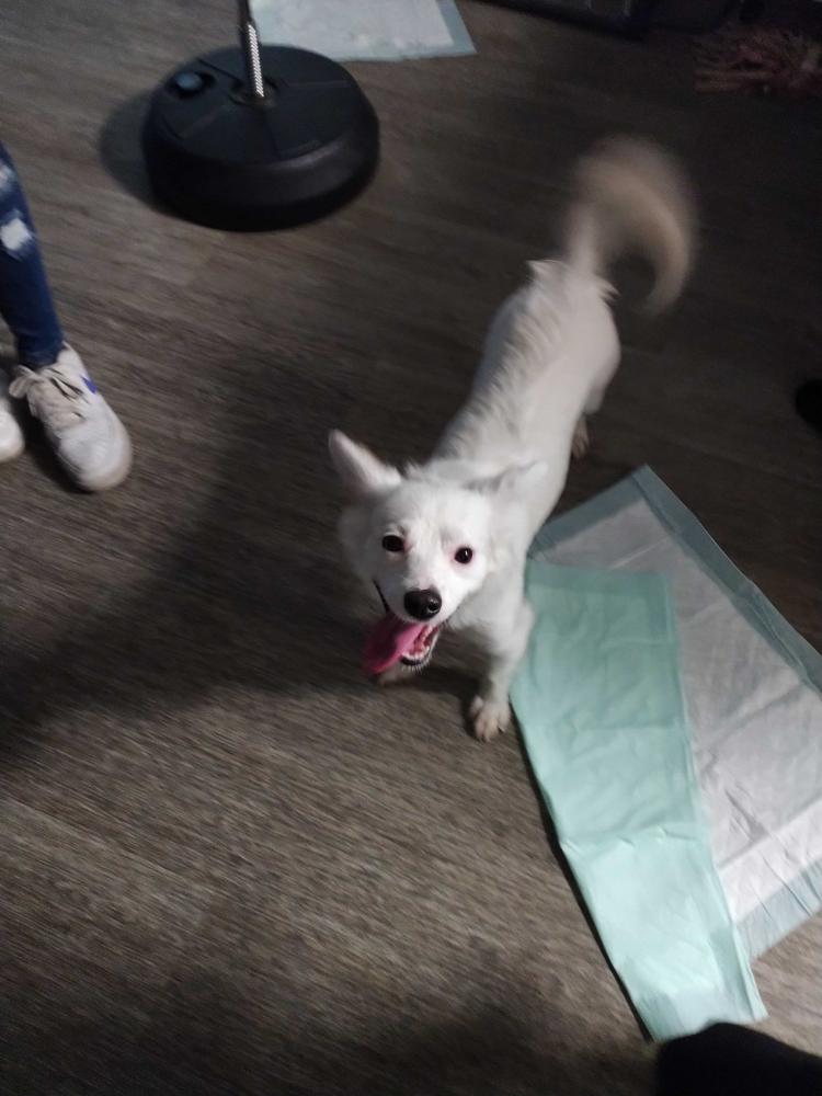 Image of Azula, Found Dog