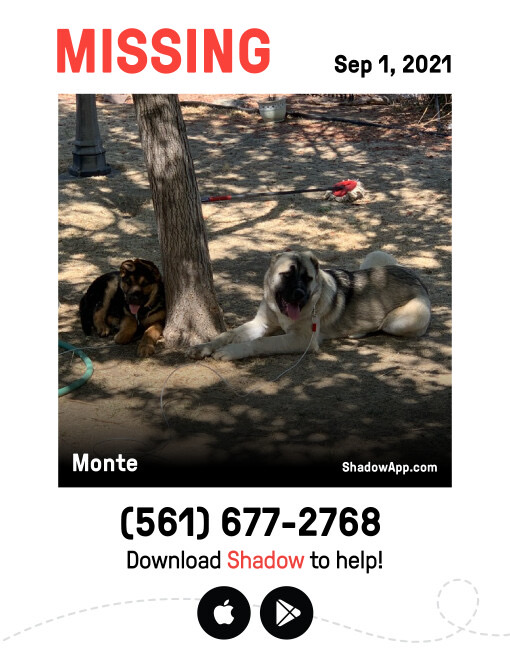 Image of Lucky and Monte, Lost Dog